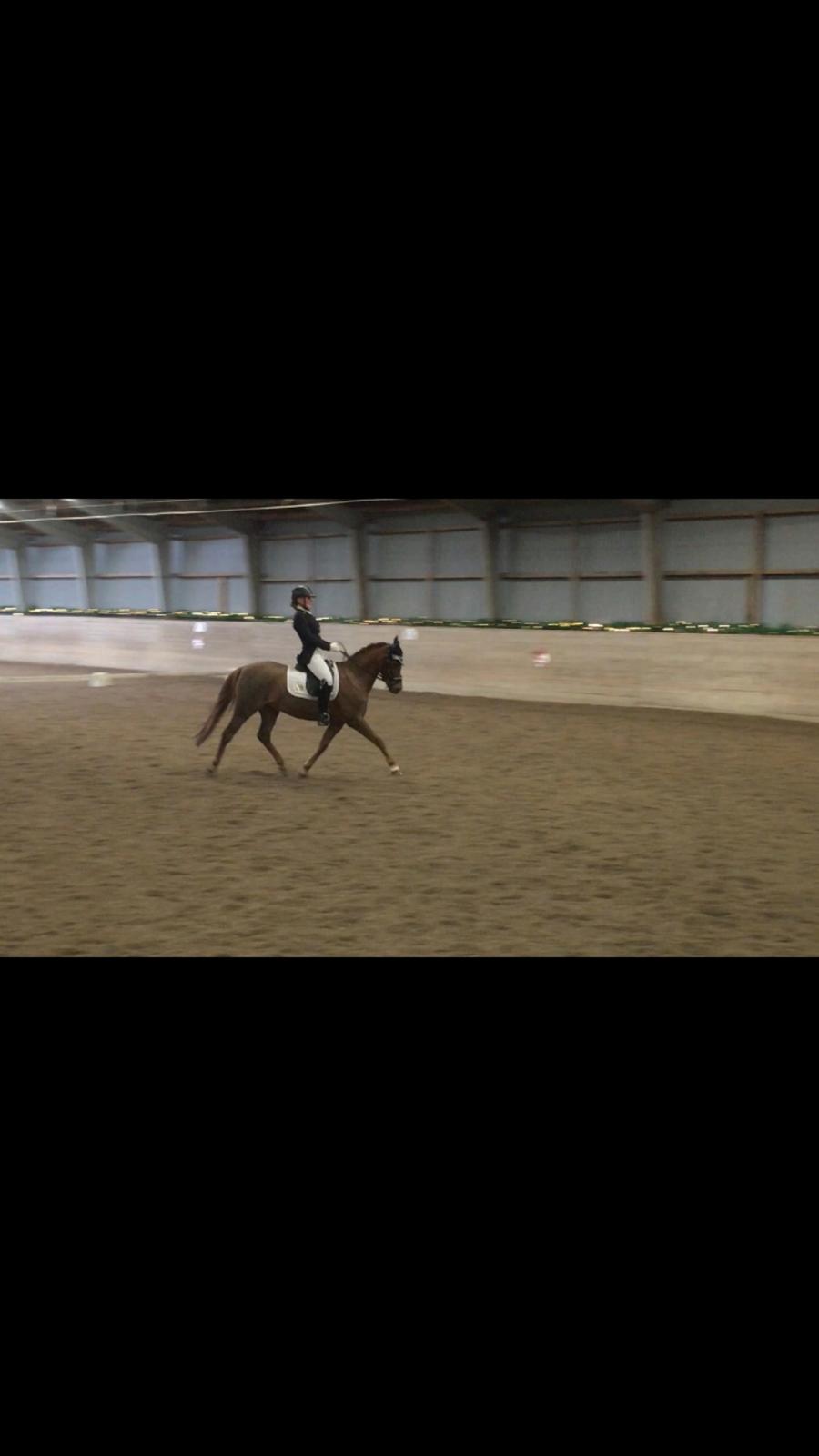 Welsh Pony (sec B) Bjerregårds zenta - Dårlig kvali, men en øgning til 7,5😍 billede 20