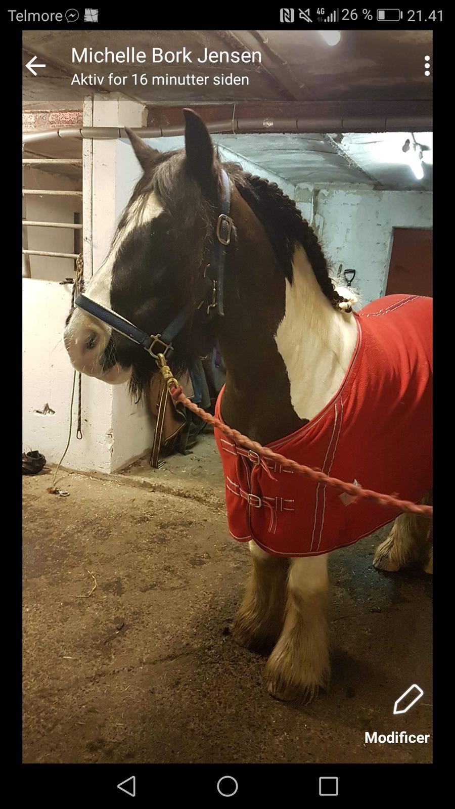 Irish Cob Indie billede 1