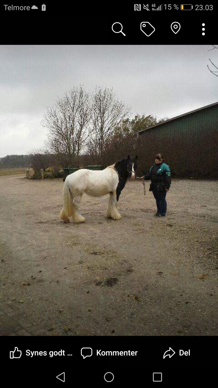 Irish Cob Indie billede 4