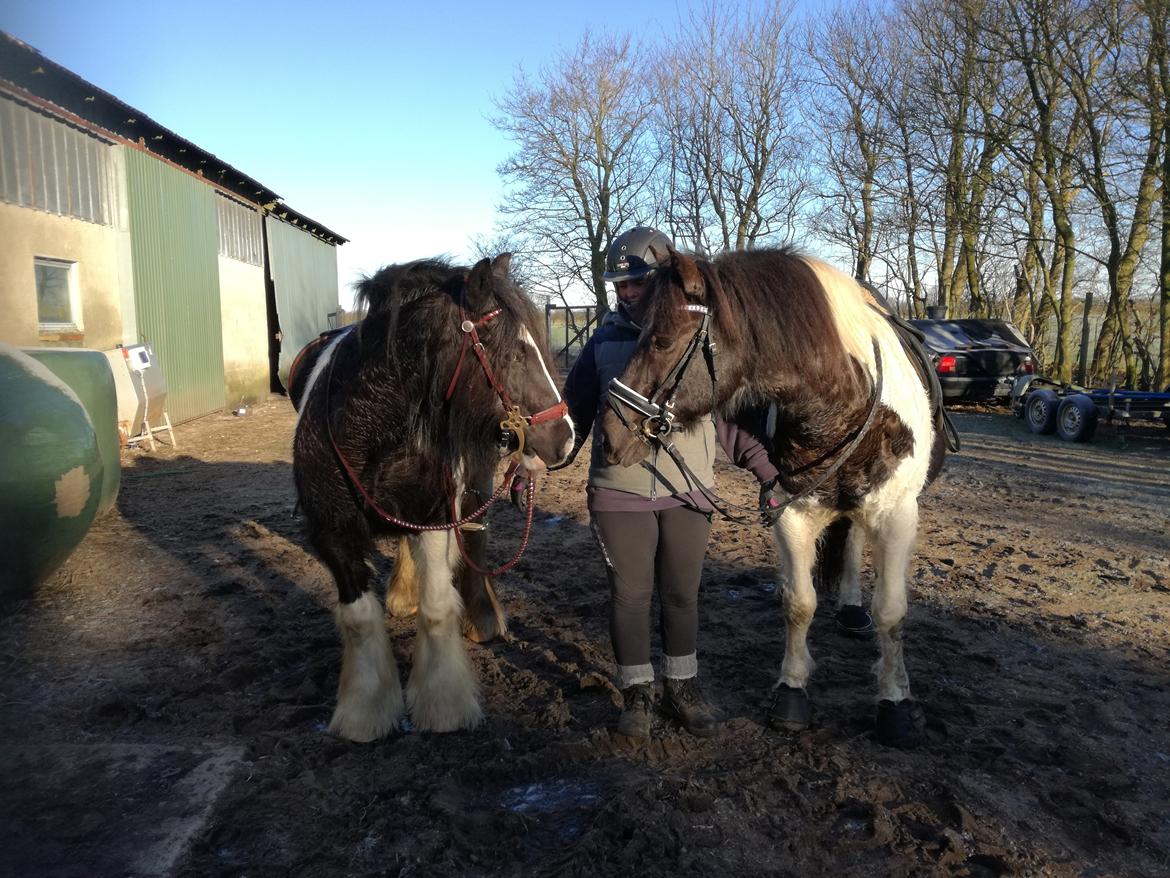 Irish Cob Indie billede 9