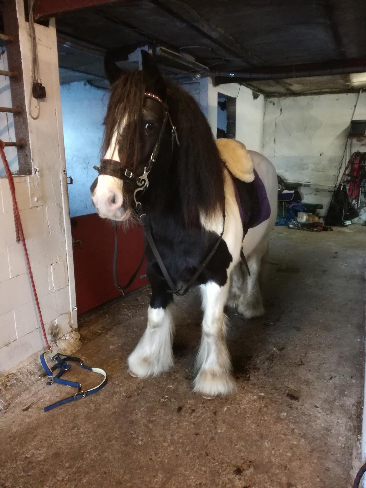 Irish Cob Indie billede 10