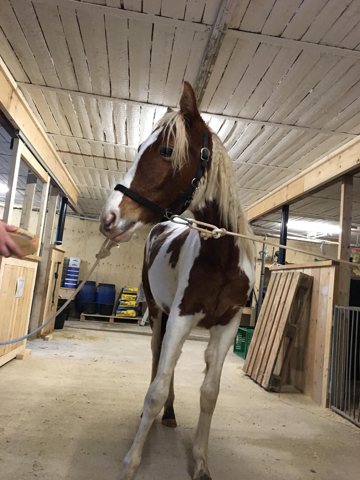 Anden særlig race Maja billede 17