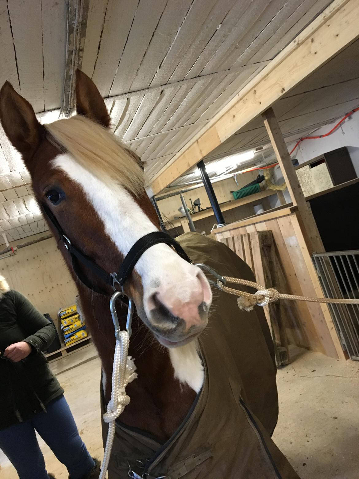 Anden særlig race Maja billede 15