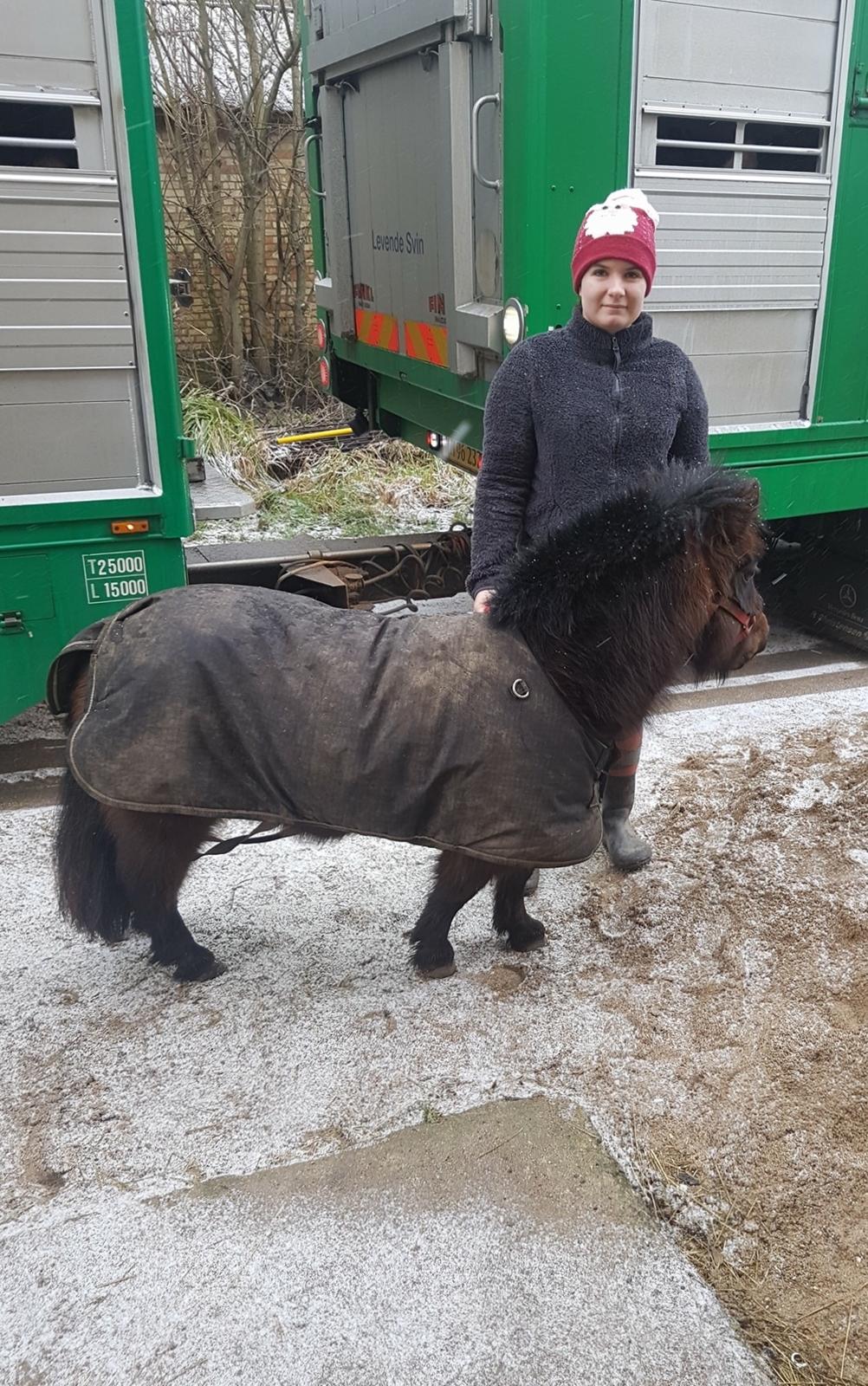 Shetlænder Bøgegaardens Bibbi billede 15