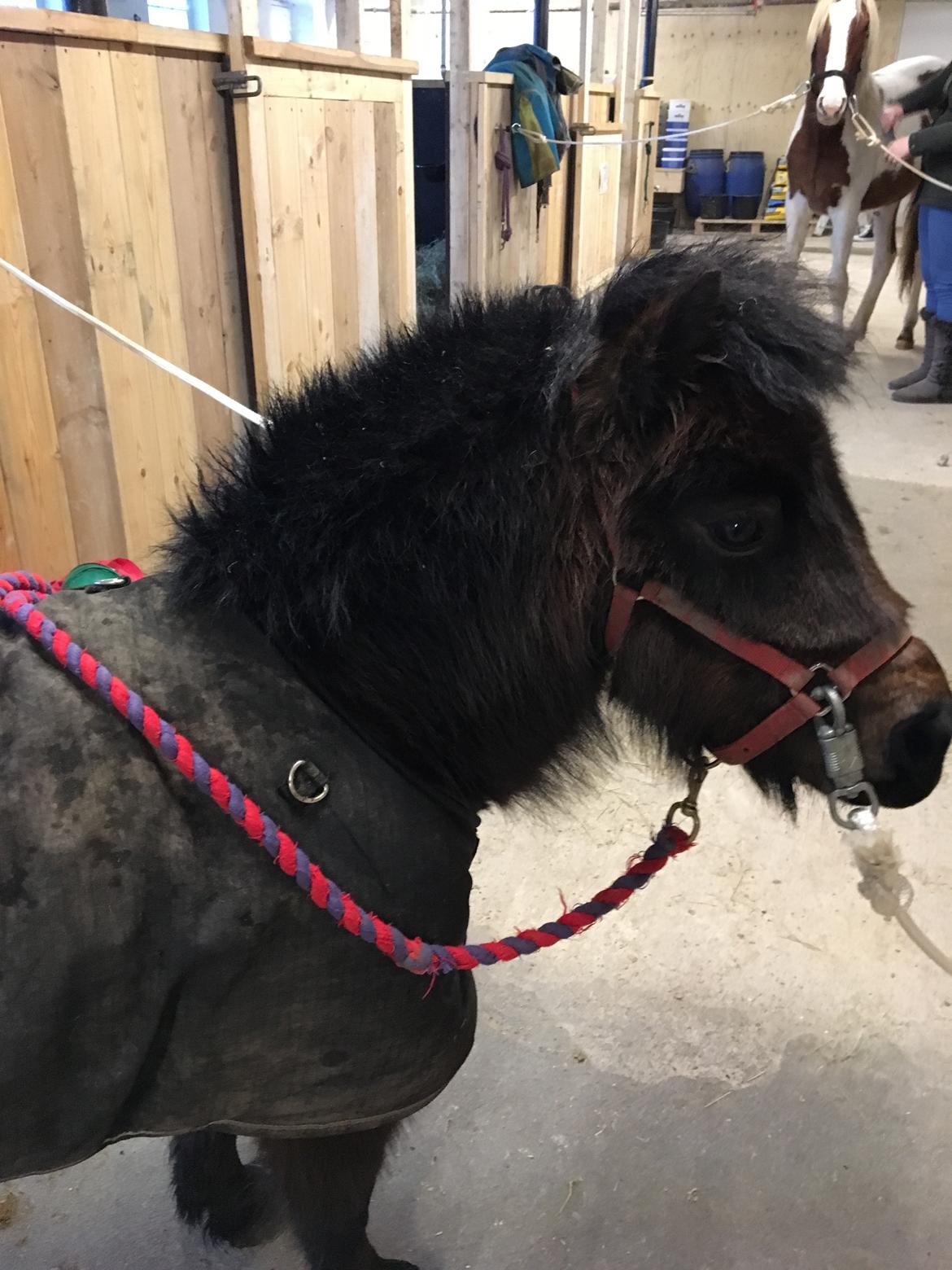 Shetlænder Bøgegaardens Bibbi billede 16
