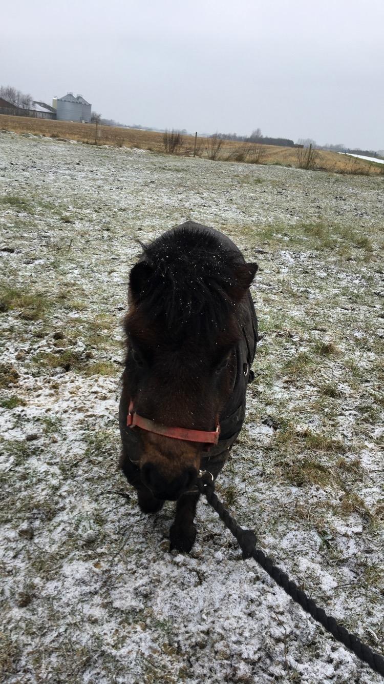 Shetlænder Bøgegaardens Bibbi billede 18