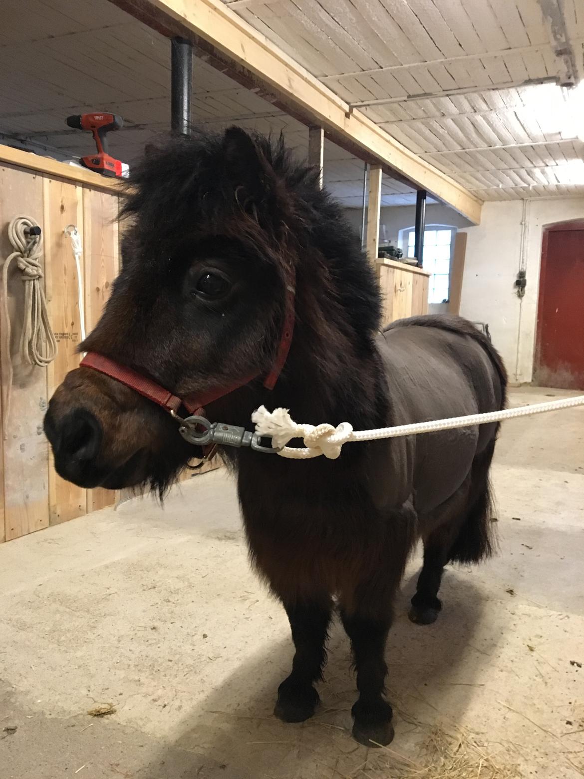 Shetlænder Bøgegaardens Bibbi billede 17