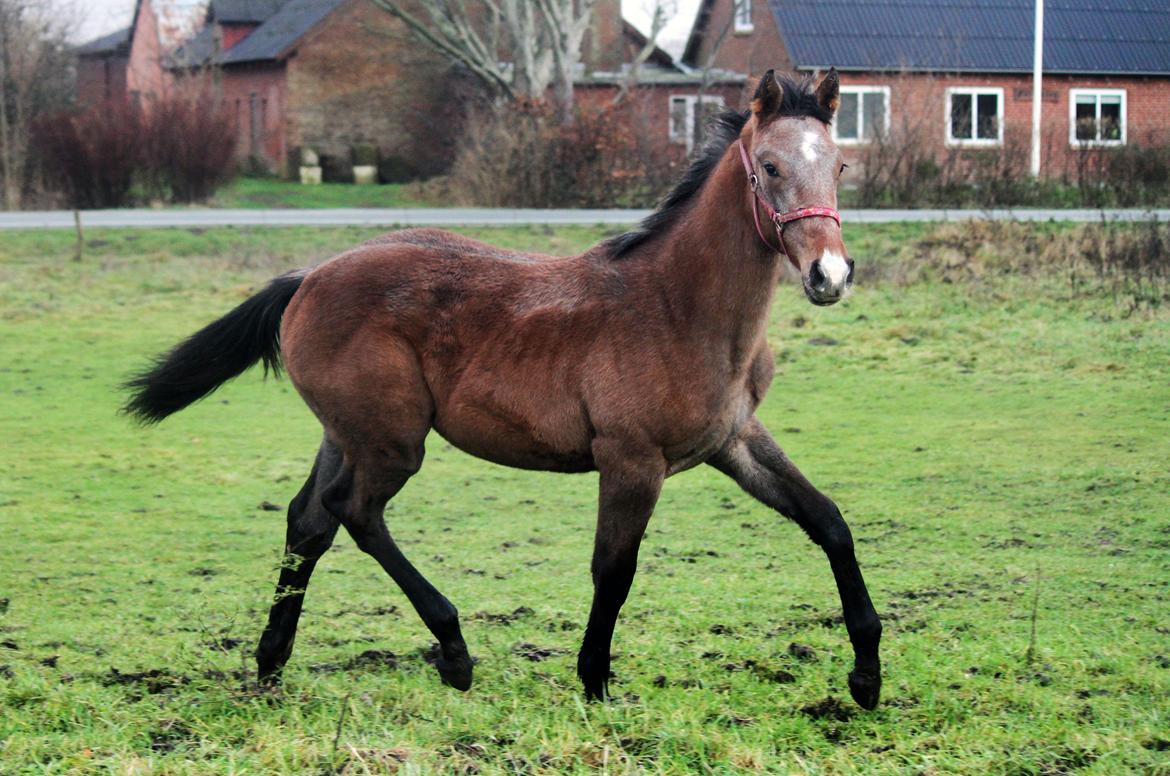 Dansk Varmblod Rosengårdens Prima Donna - NYT: Prima på marken billede 9
