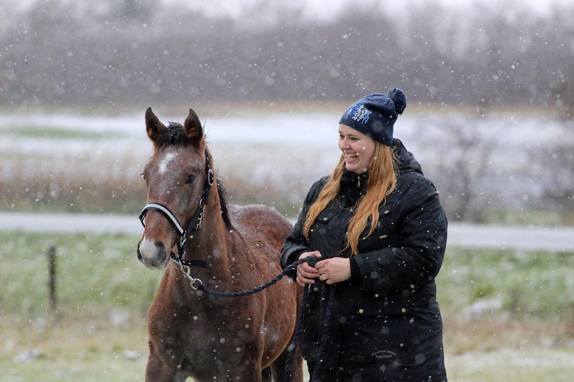Dansk Varmblod Rosengårdens Prima Donna - Taget af Photos by Katrine <3 billede 8