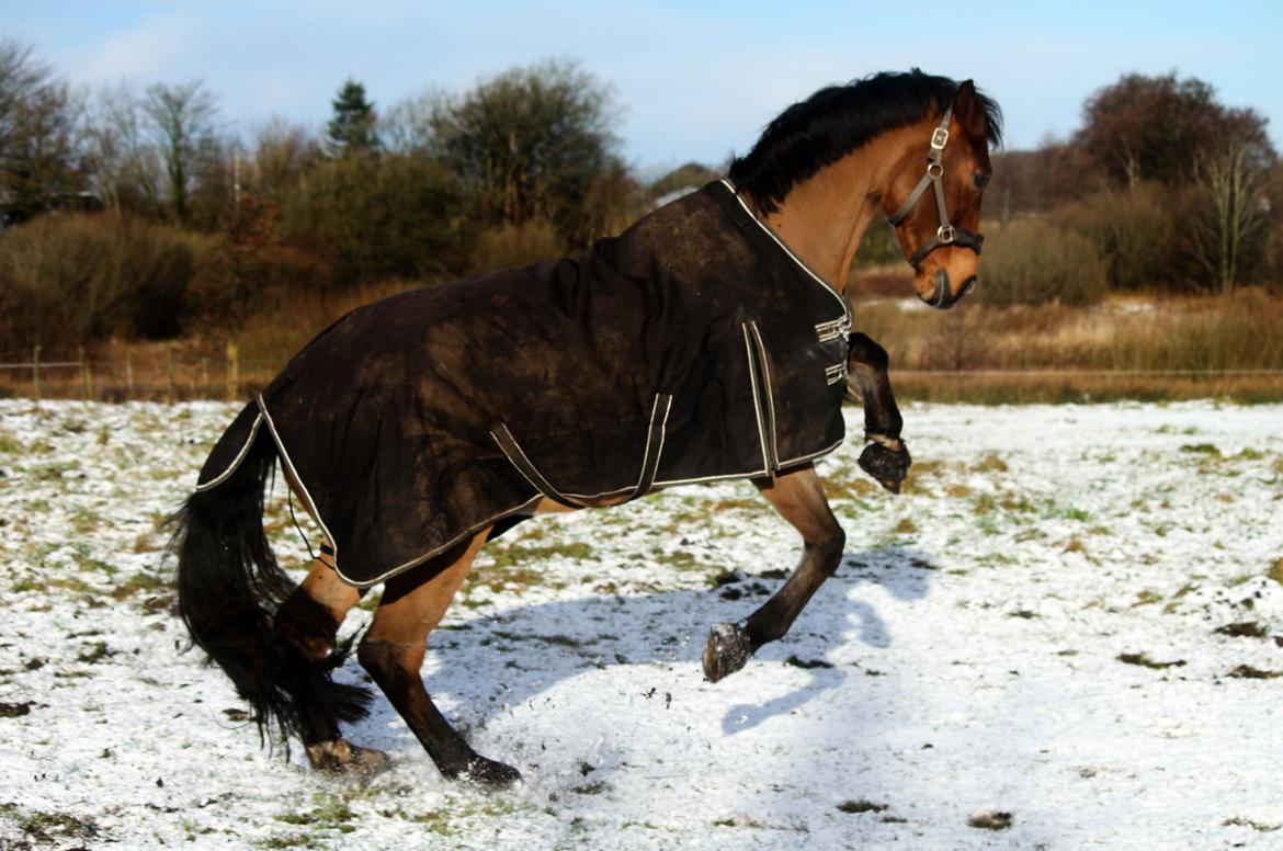 Anden særlig race Dalvangs Casper - NYT: Vilde Bøffe Løffe <3 billede 8