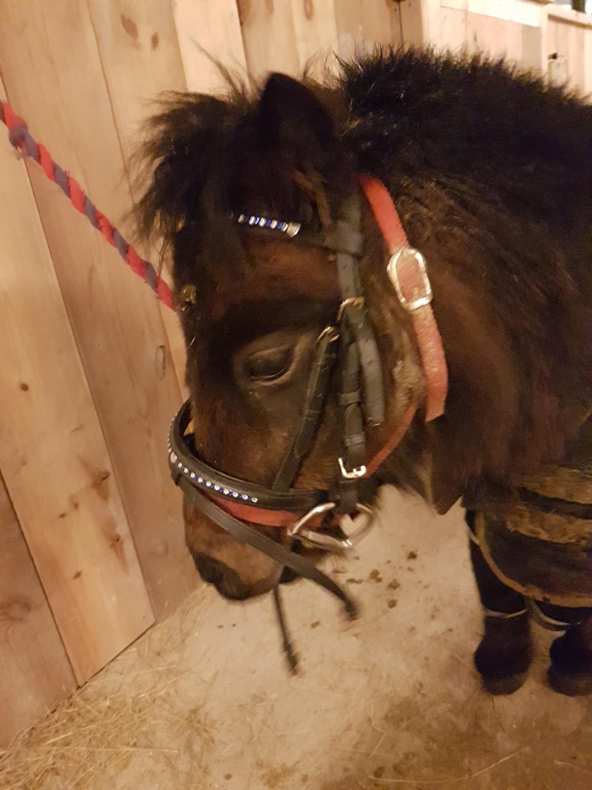 Shetlænder Bøgegaardens Bibbi  billede 3