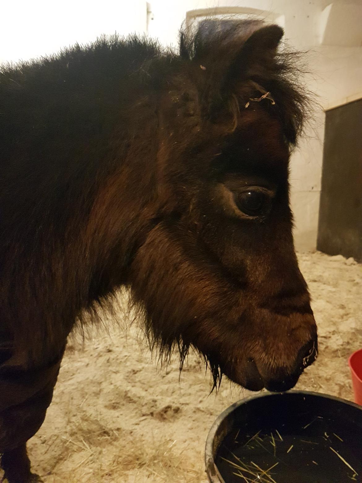 Shetlænder Bøgegaardens Bibbi  billede 4