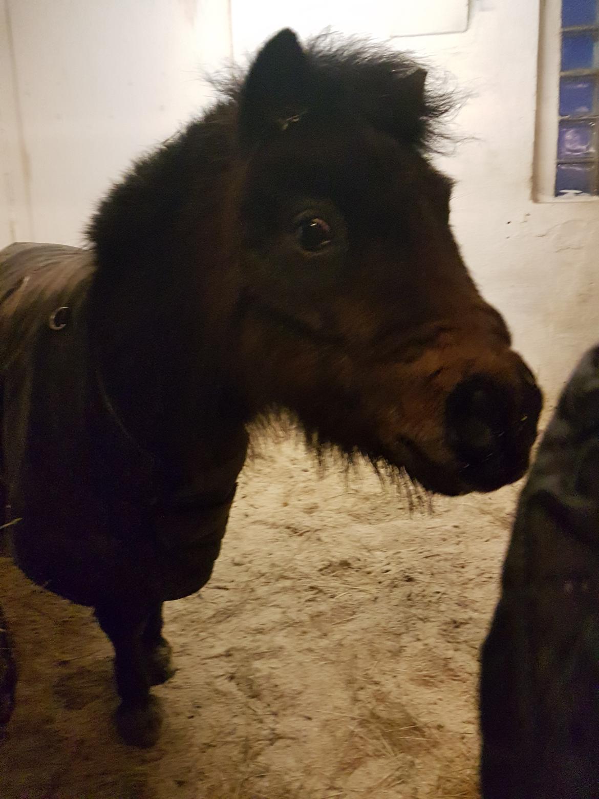 Shetlænder Bøgegaardens Bibbi  billede 5