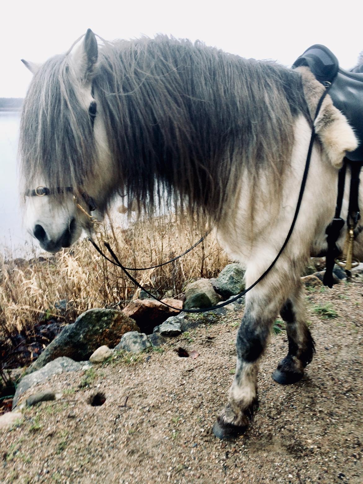 Anden særlig race chinosch (MiTho's  cosi) billede 18