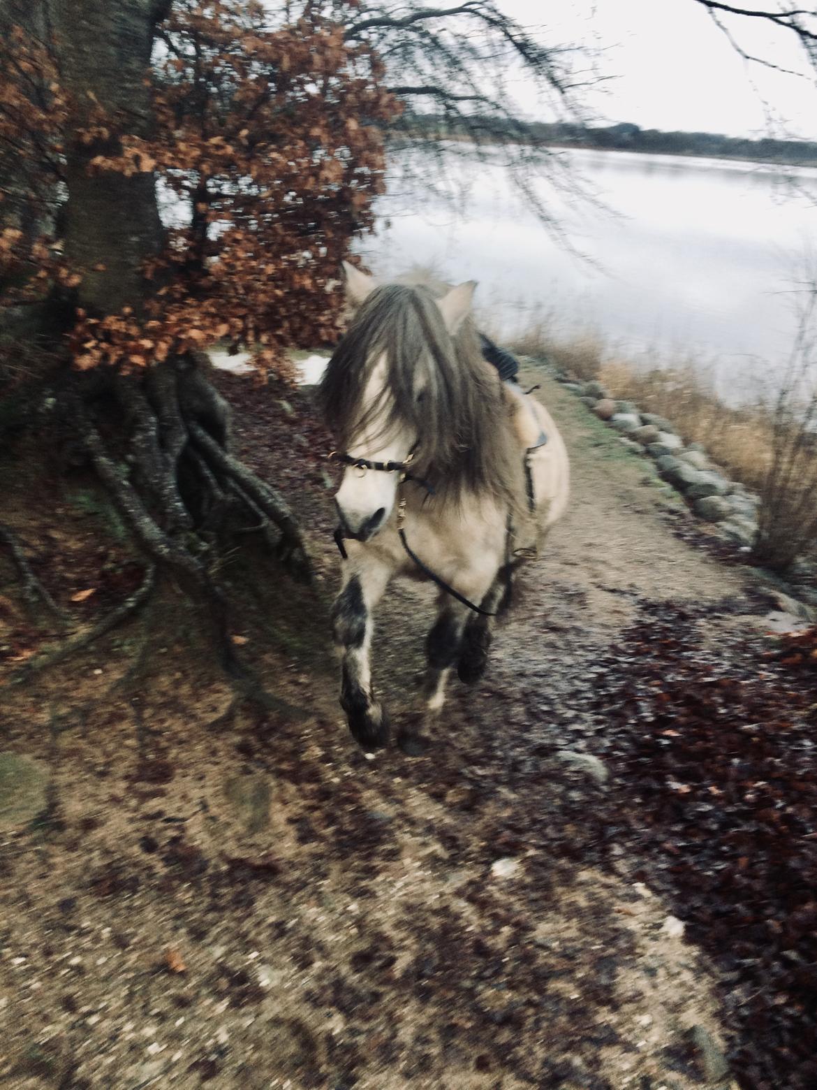 Anden særlig race chinosch (MiTho's  cosi) billede 17