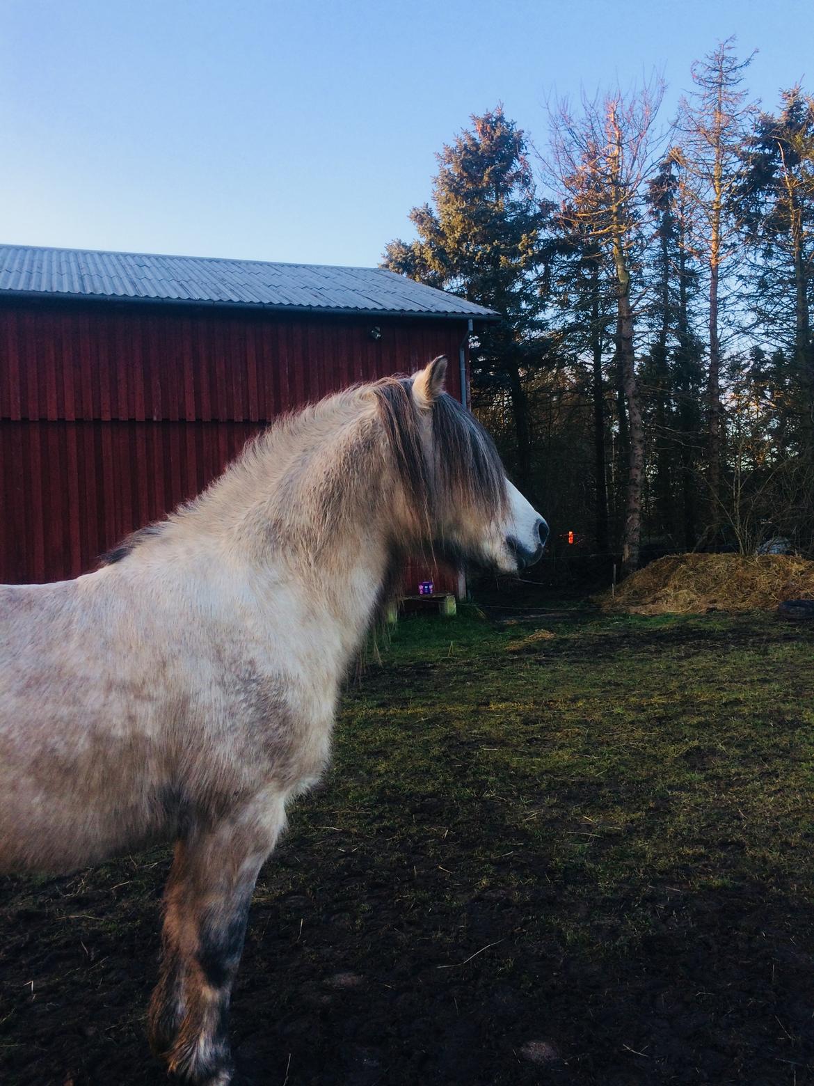 Anden særlig race chinosch (MiTho's  cosi) billede 19