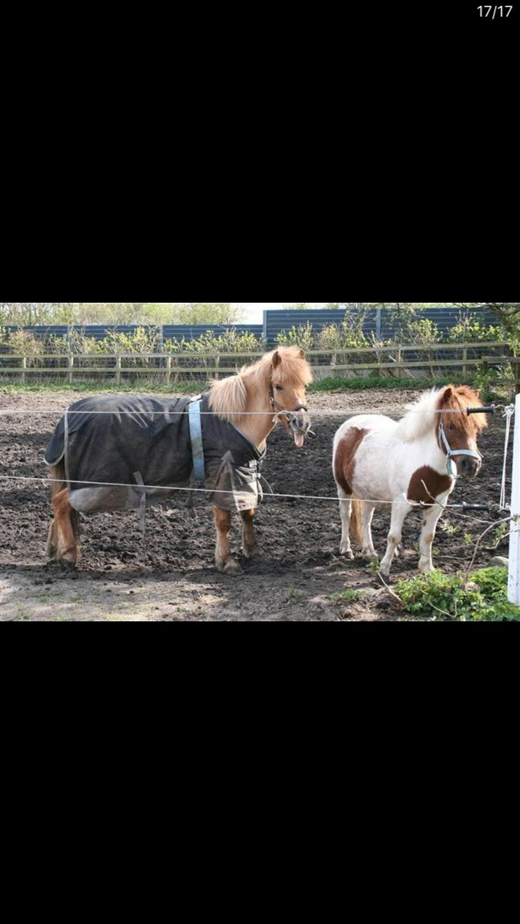 Anden særlig race Frederik billede 14