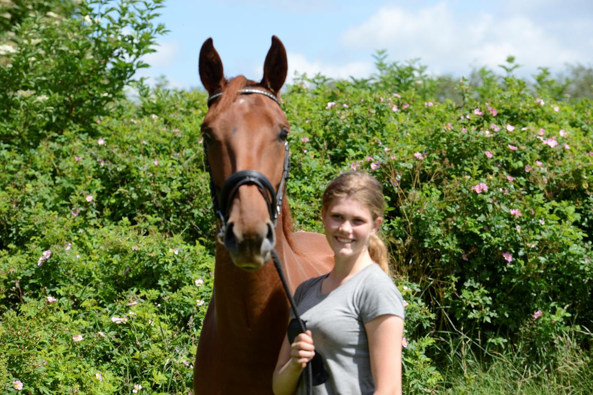 Dansk Varmblod Bella billede 3