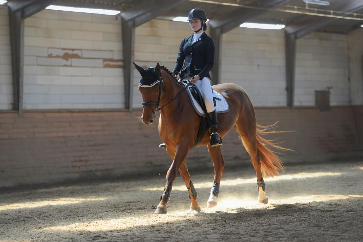 Dansk Varmblod Bella billede 1