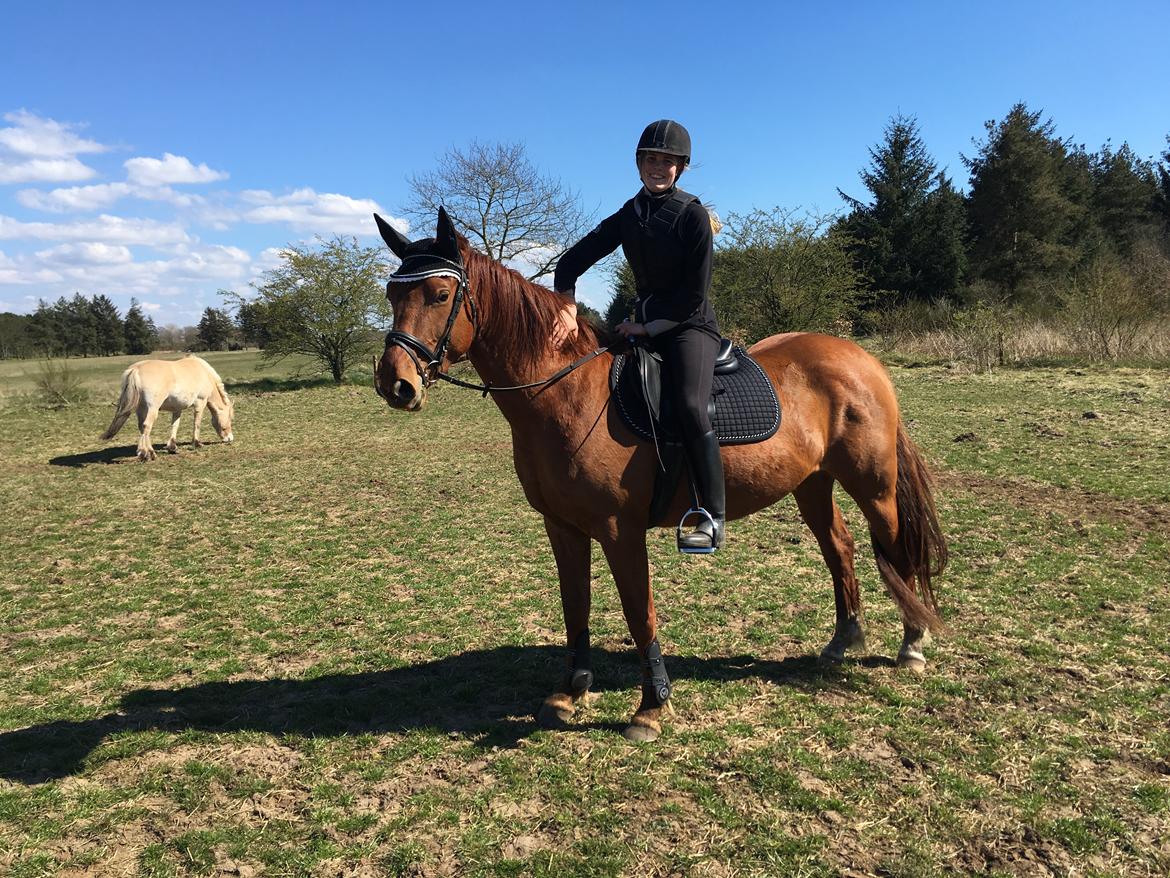 Dansk Varmblod Bella billede 6