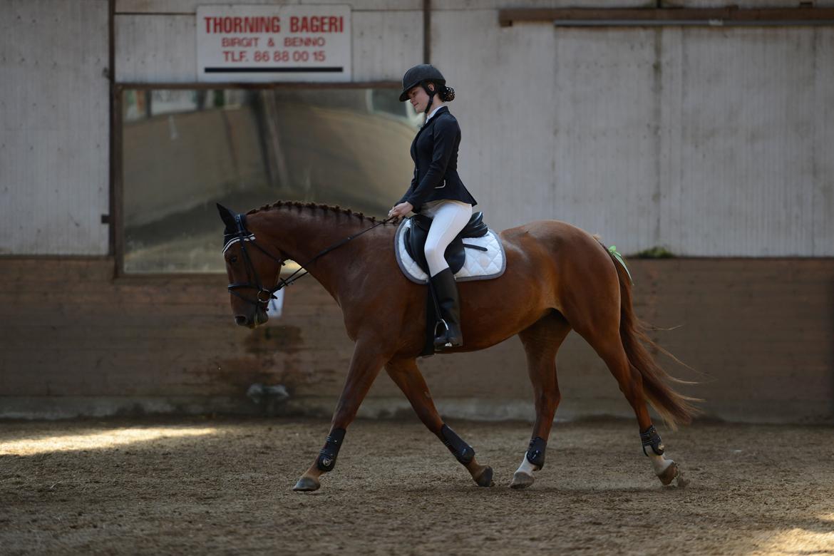 Dansk Varmblod Bella billede 7