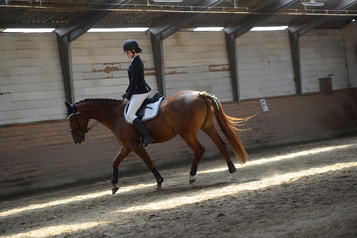 Dansk Varmblod Bella billede 8