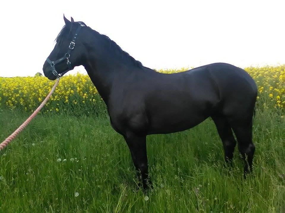 Welsh Cob (sec D) Petersgaards Louisianna billede 25