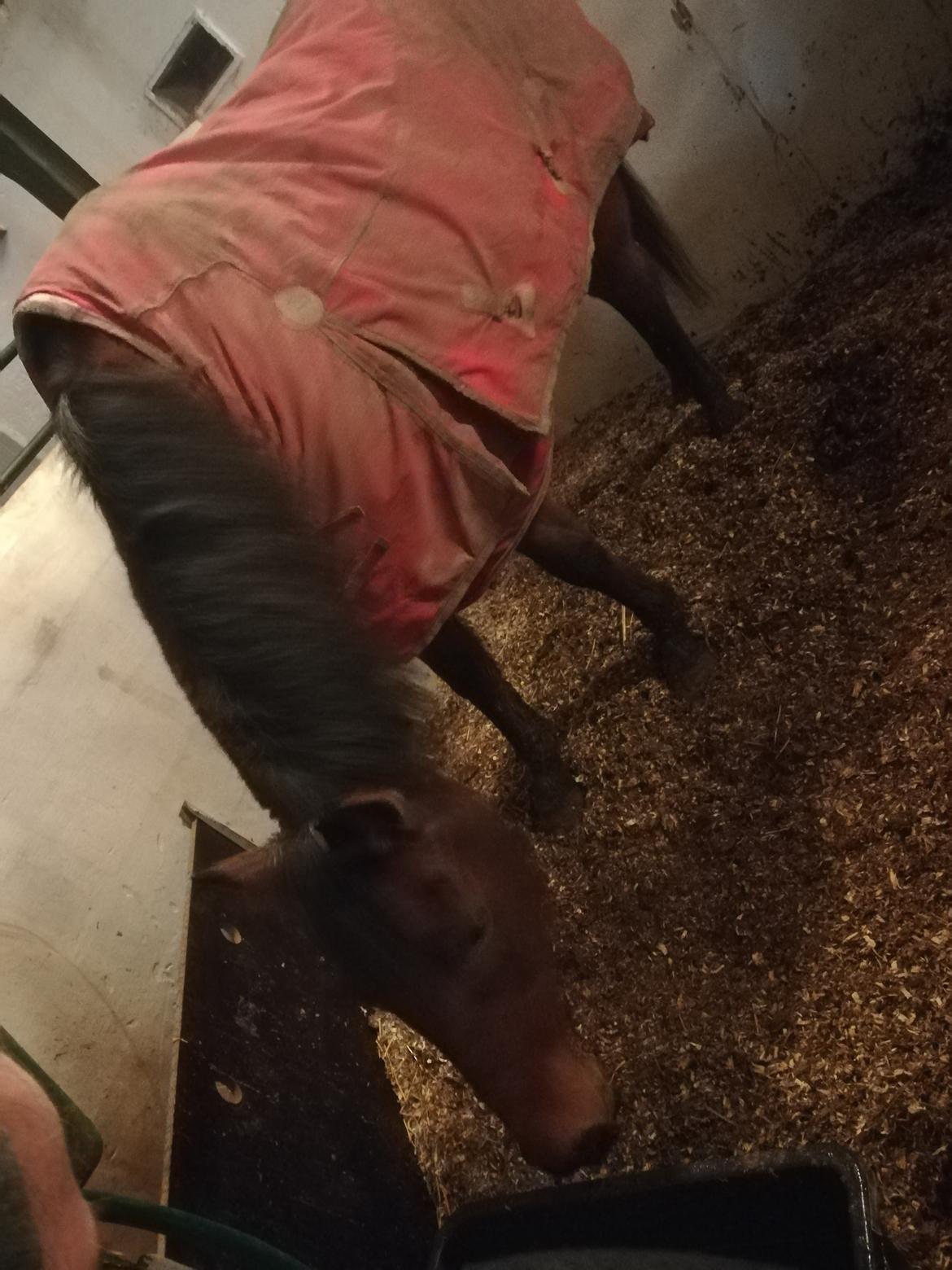 Dansk Varmblod saskinelle rørsø billede 29