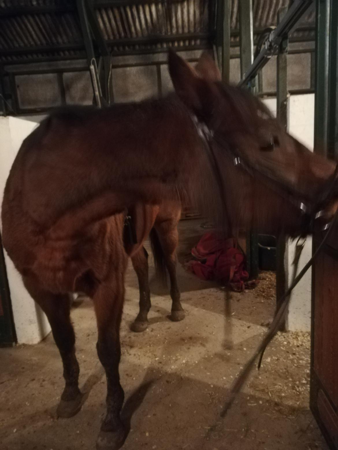 Dansk Varmblod saskinelle rørsø billede 28