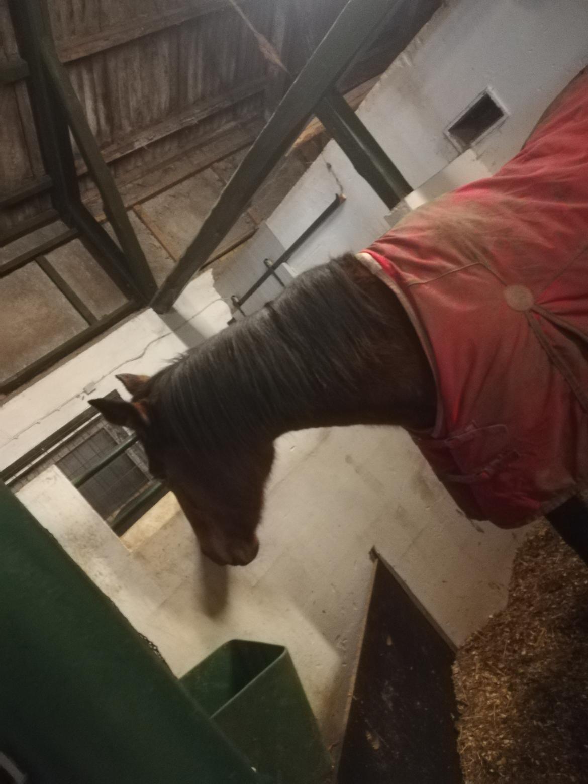 Dansk Varmblod saskinelle rørsø billede 30