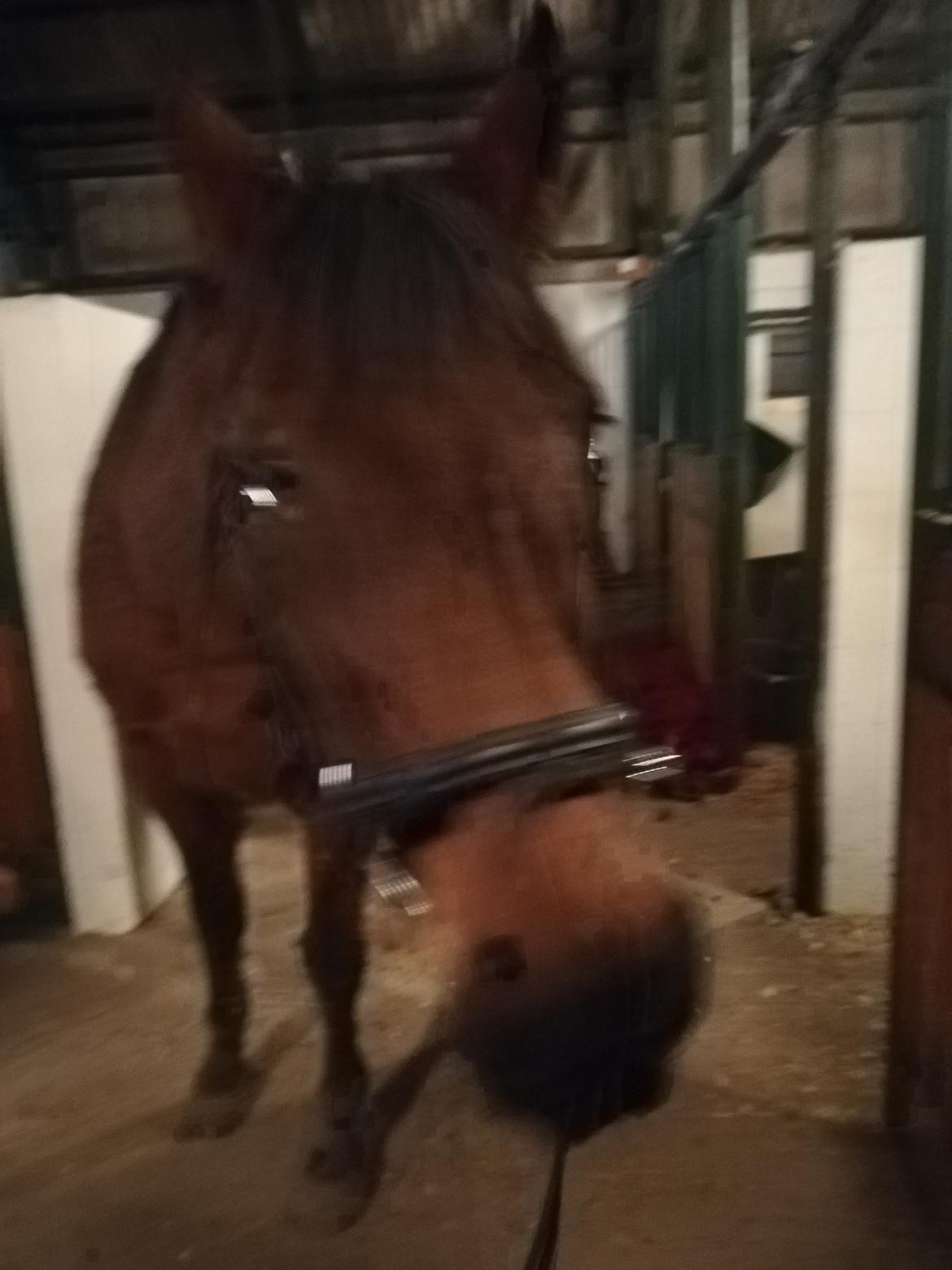 Dansk Varmblod saskinelle rørsø billede 31