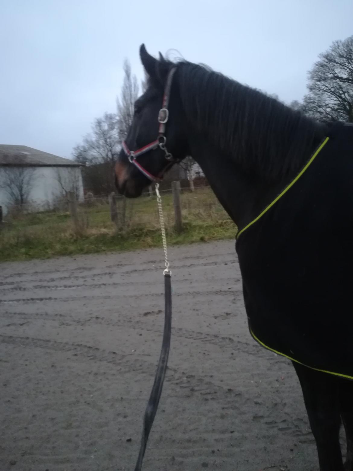 Oldenborg Akeem <3 billede 28