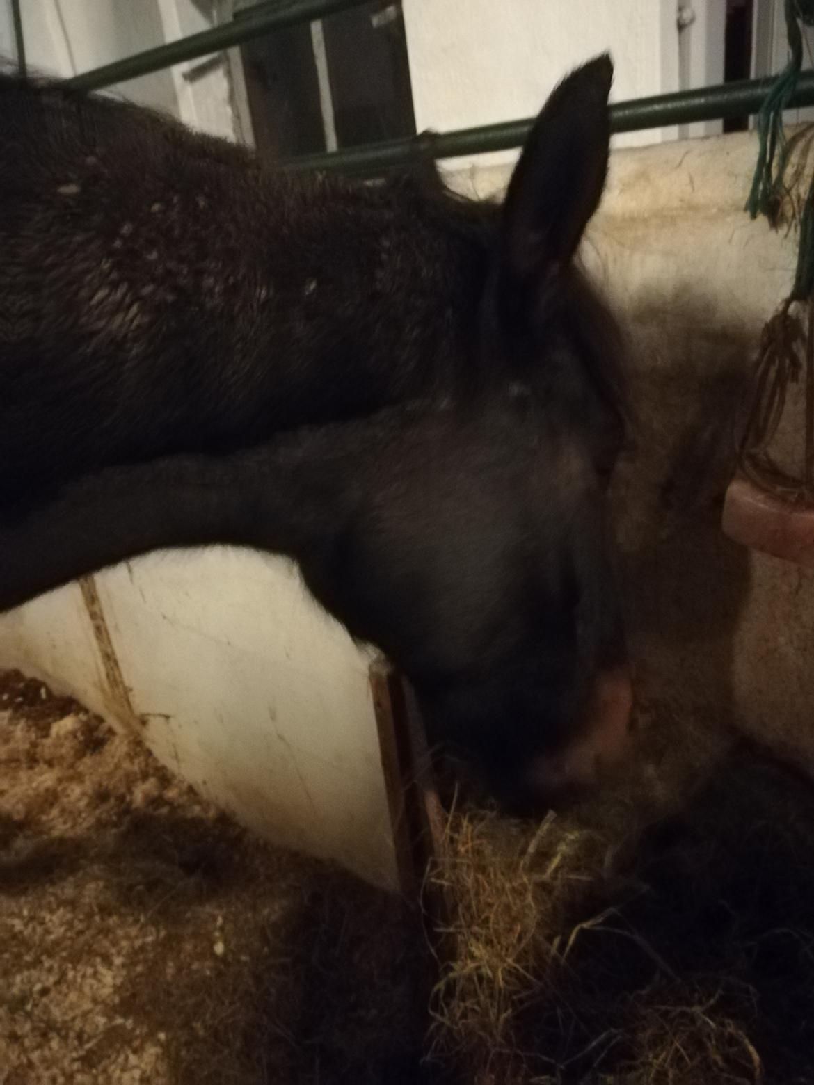 Oldenborg Akeem <3 billede 26