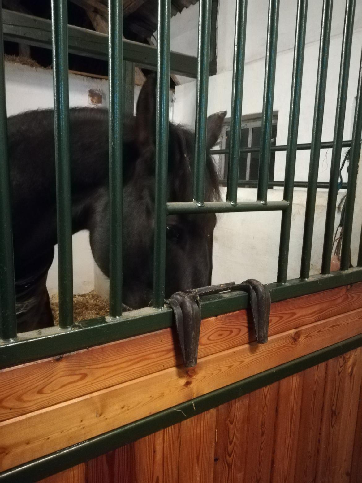 Oldenborg Akeem <3 billede 27