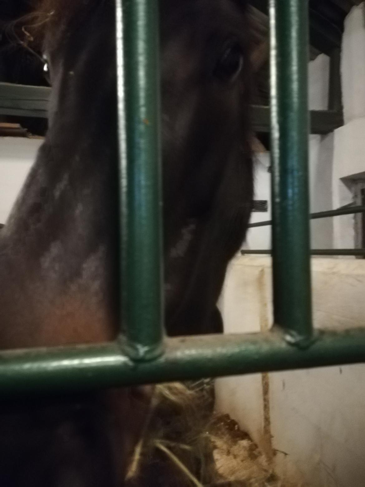 Oldenborg Akeem <3 billede 29