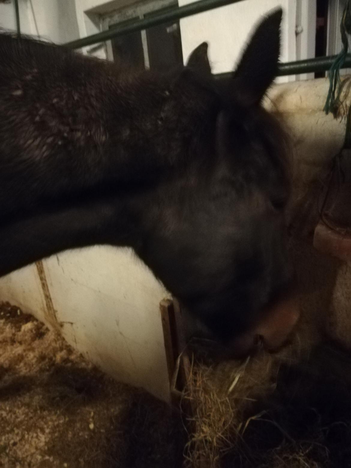 Oldenborg Akeem <3 billede 32