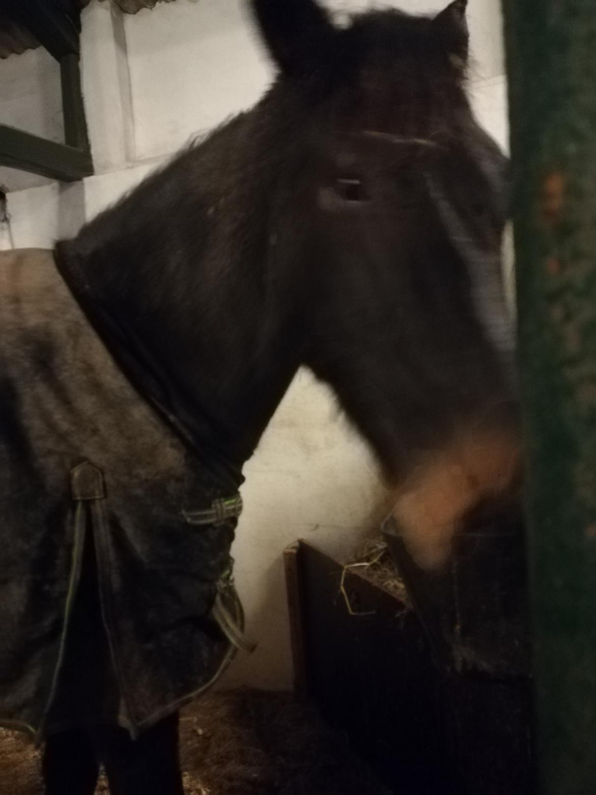 Oldenborg Akeem <3 billede 33