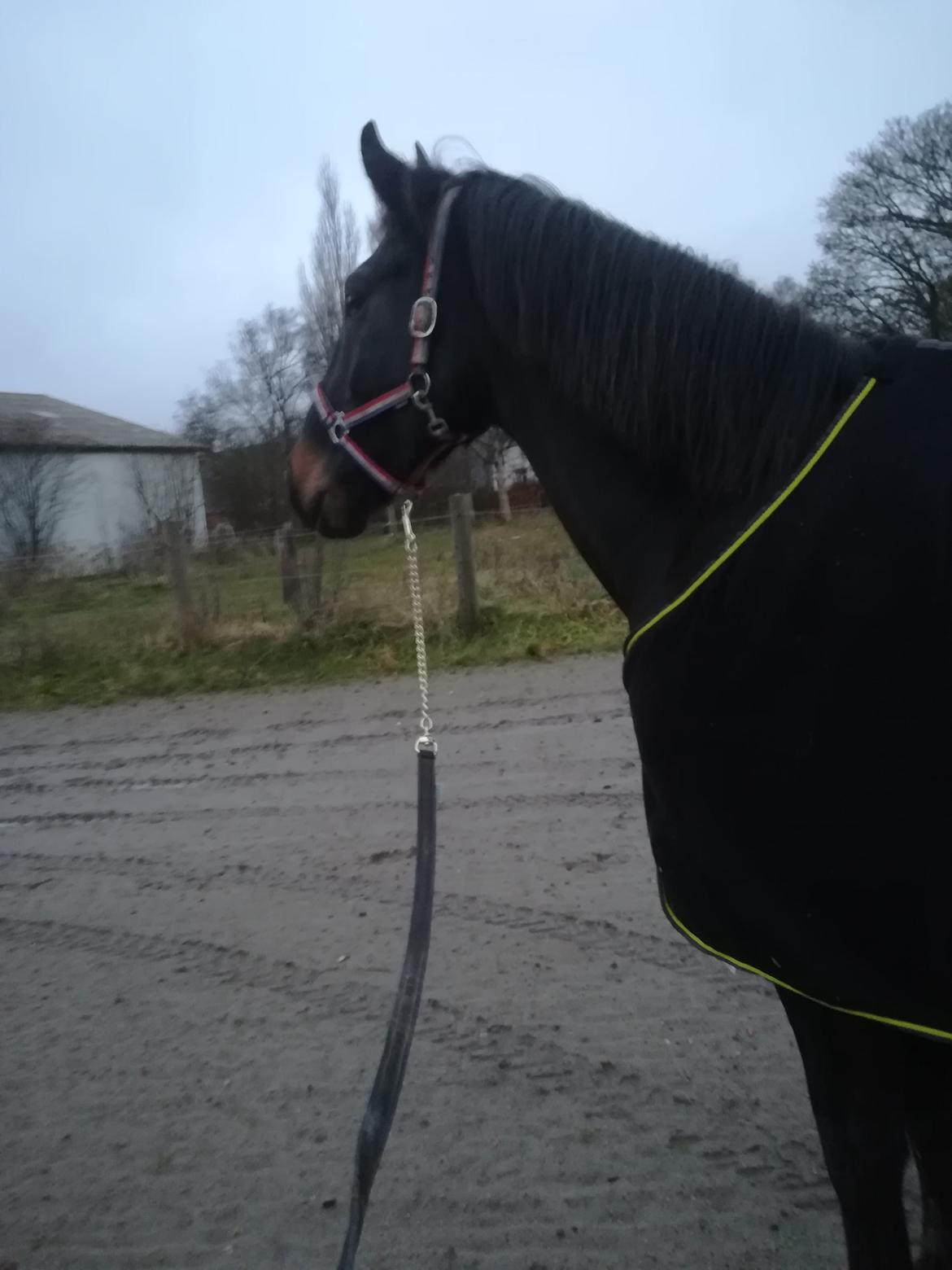 Oldenborg Akeem <3 billede 35