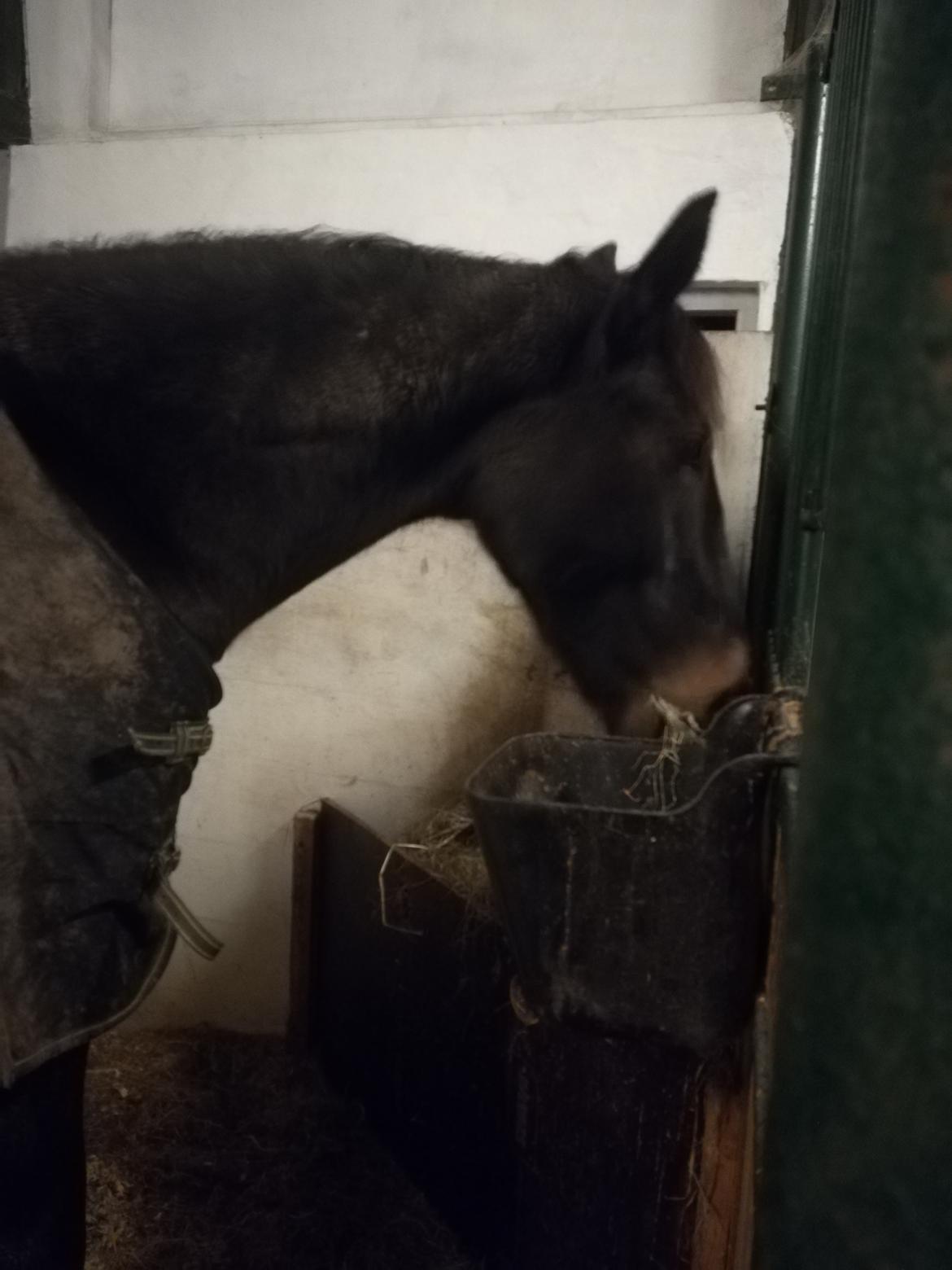 Oldenborg Akeem <3 billede 34