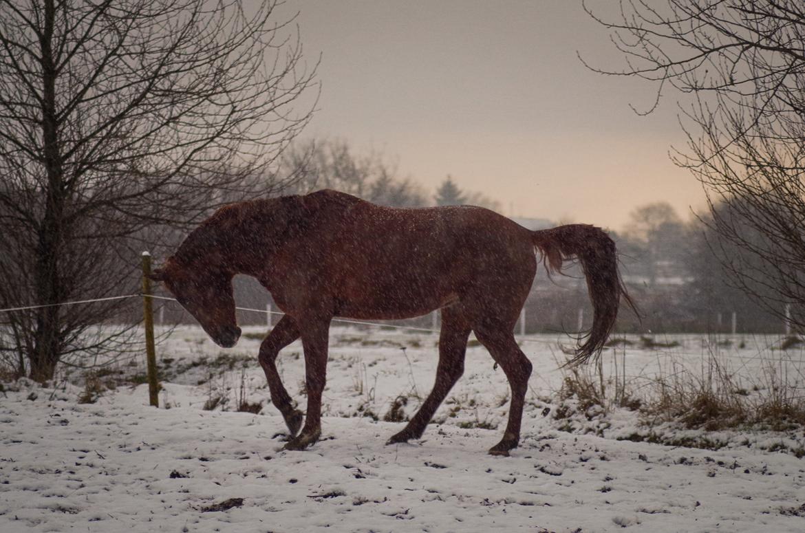 Arabisk fuldblod (OX) Pelee ox - Ca. en uge efter han ankom hos mig, 2017 billede 14