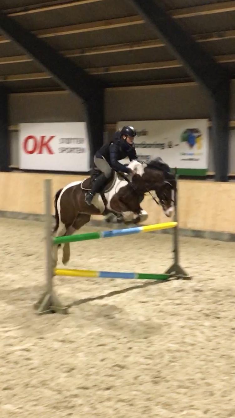 Anden særlig race Huxi  tidl. Lånepony billede 2