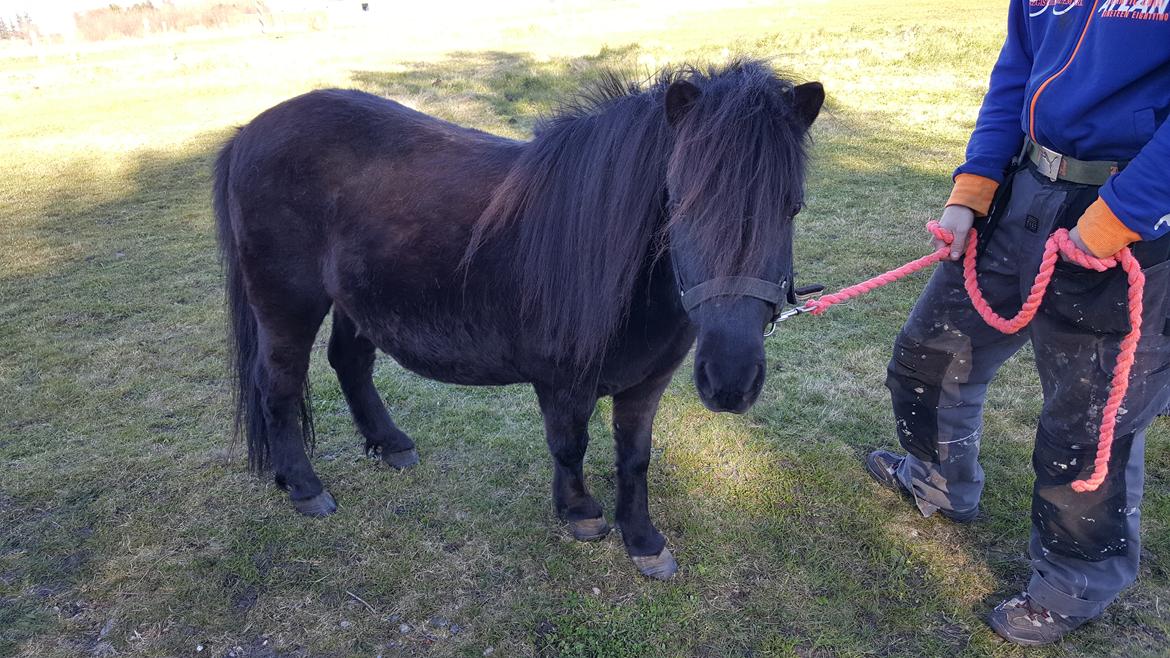 Shetlænder Maja - Maja før hun har vært i bad bev klippe  billede 2
