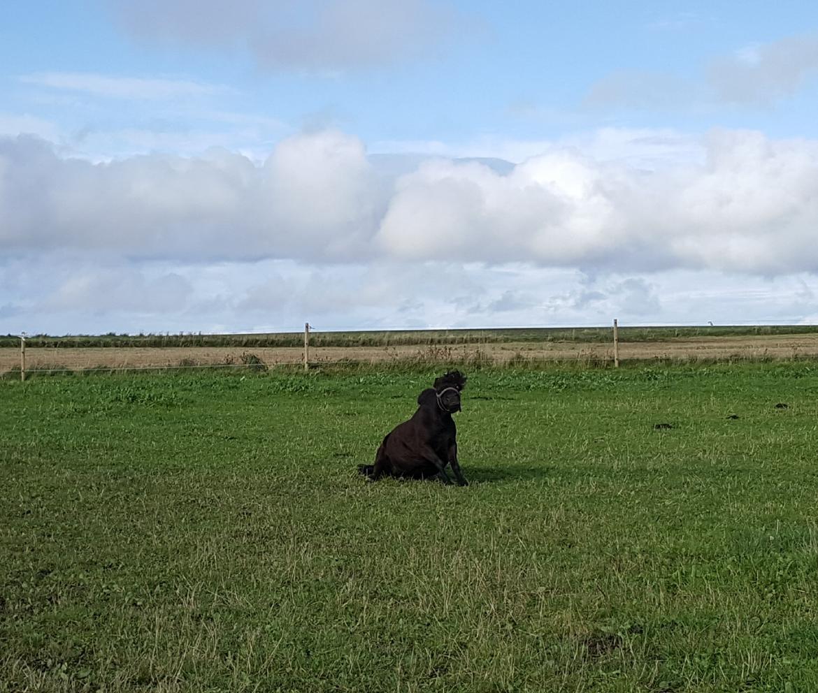 Shetlænder Maja - Maja nyde det ny sed billede 3