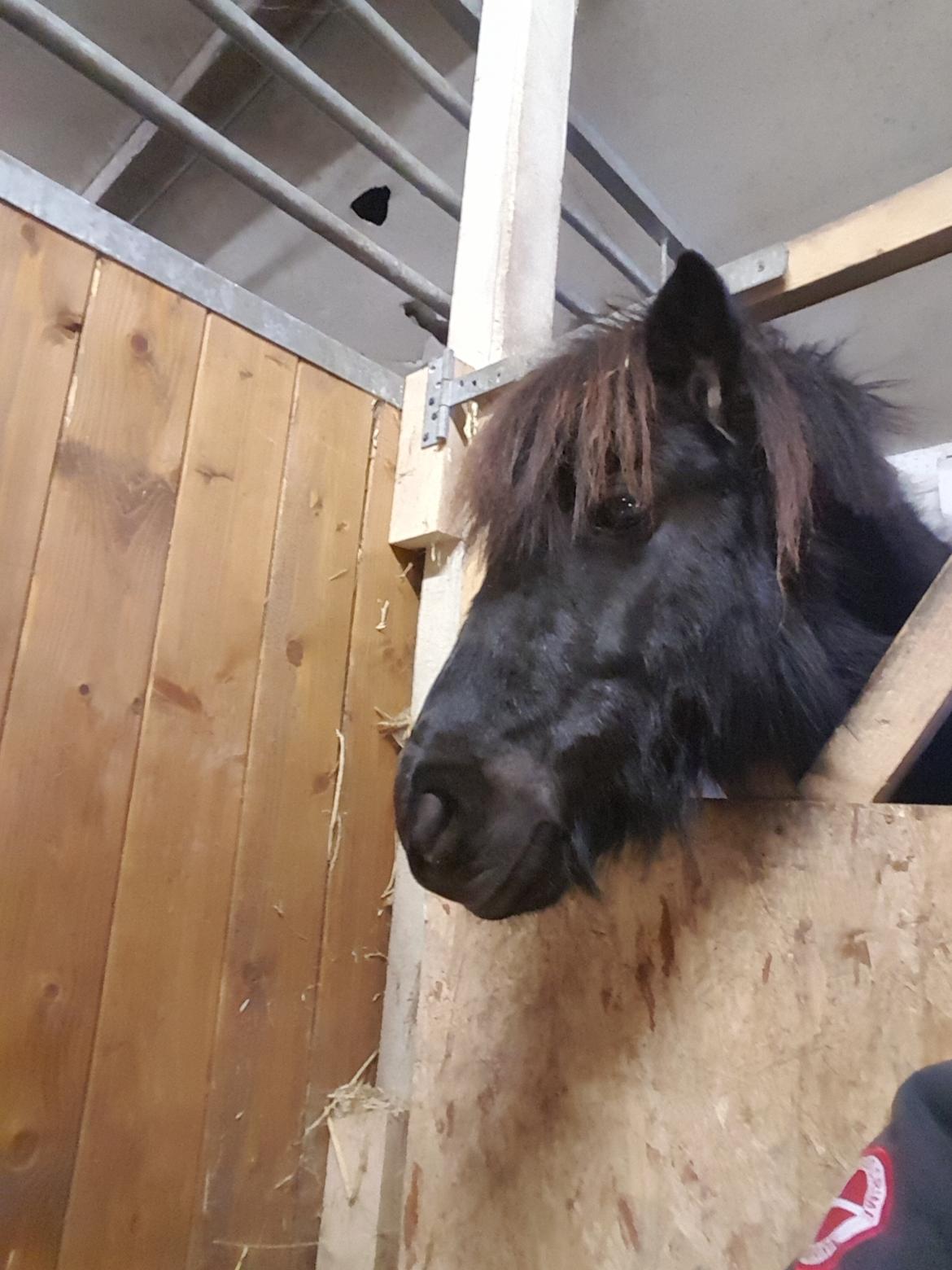 Shetlænder Maja - Maja nyd sig nye bosk  billede 5