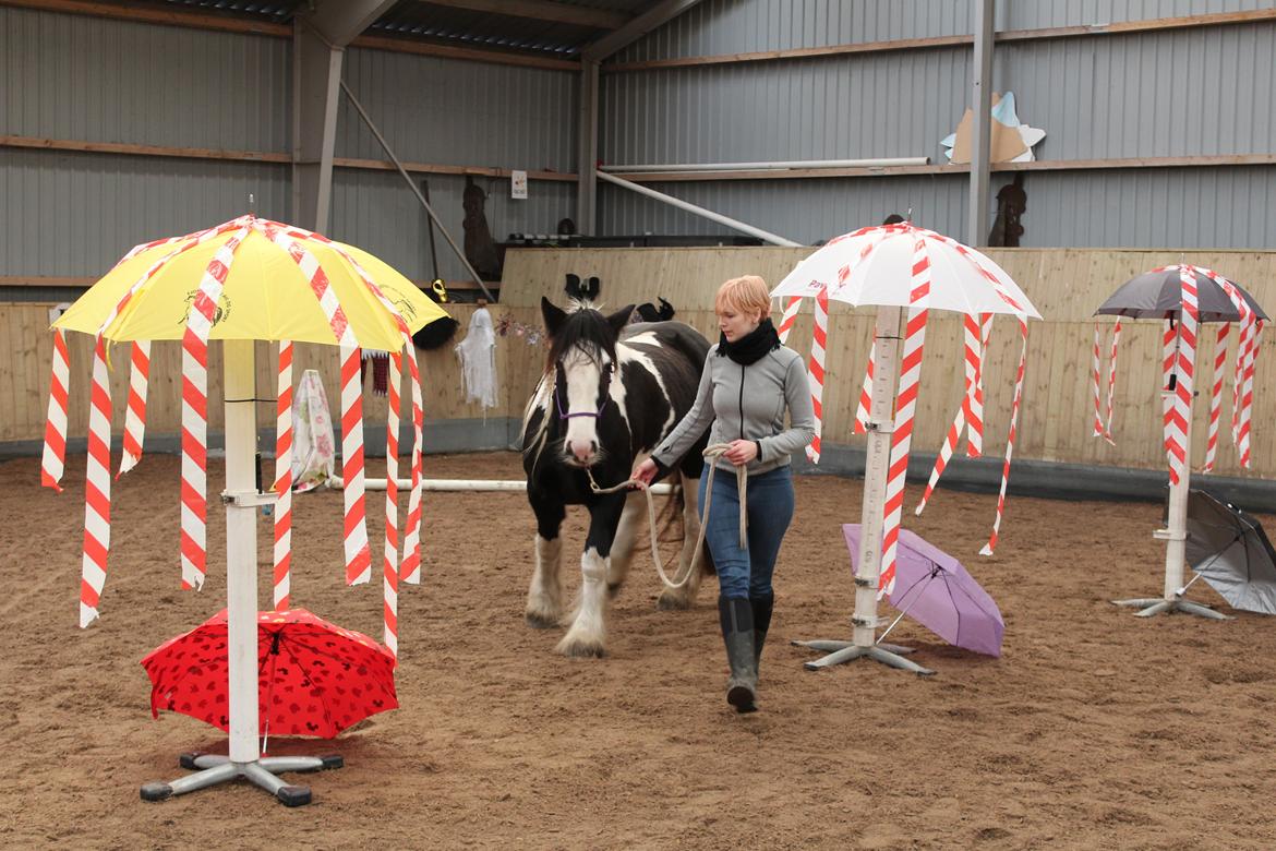 Irish Cob Mary's Prinsess by Lovecob - Agilitydag i stalden 😊  billede 11