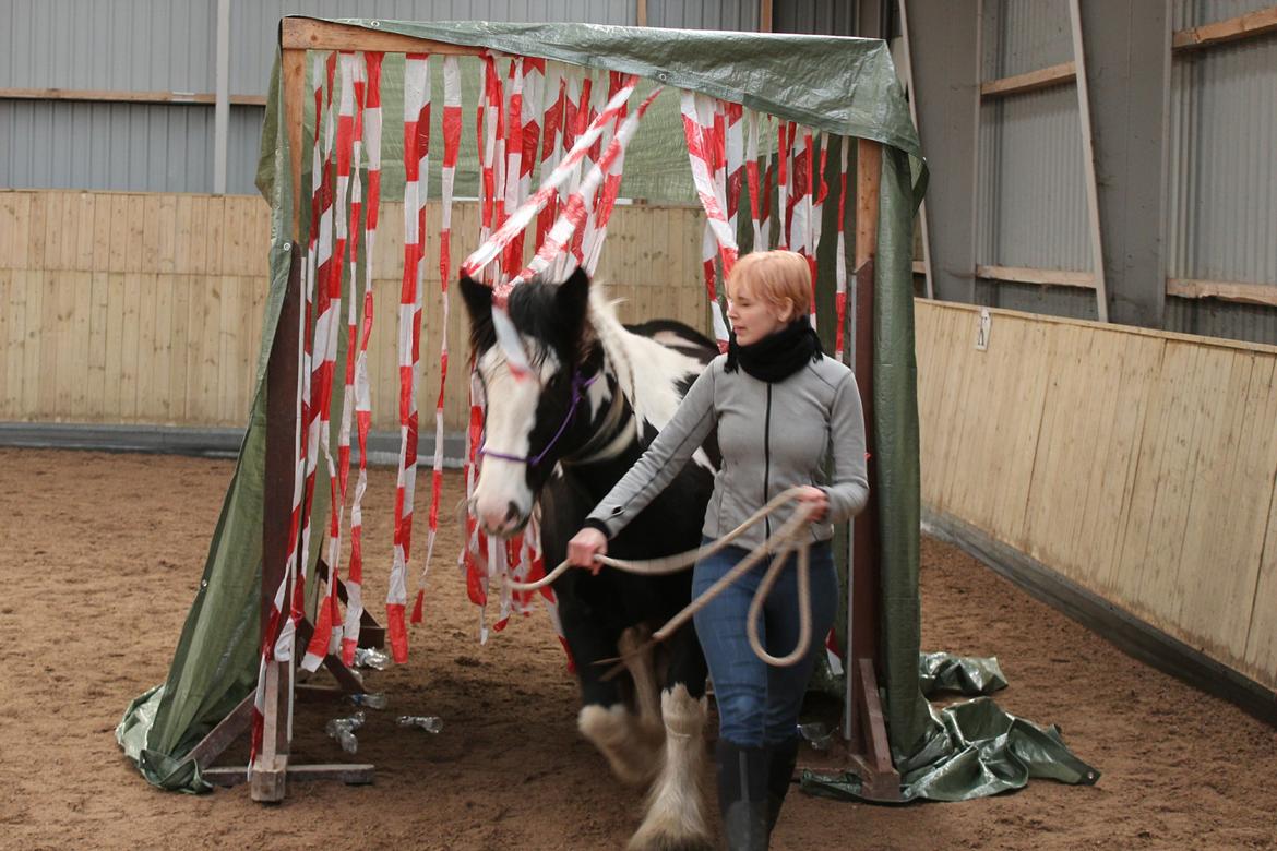 Irish Cob Mary's Prinsess by Lovecob - Agilitydag i stalden 😊  billede 12