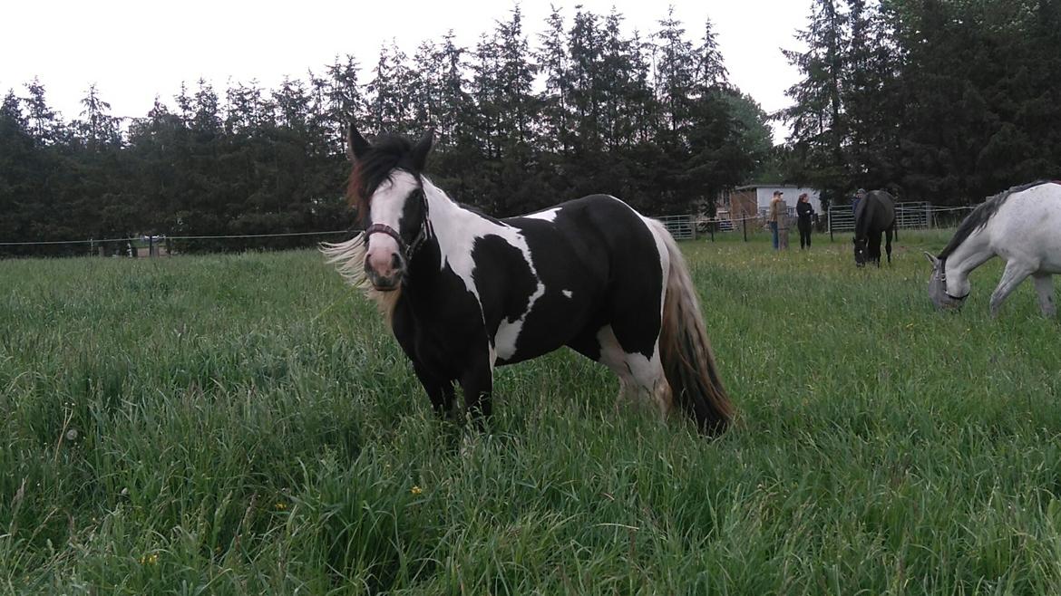 Irish Cob Mary's Prinsess by Lovecob - En af de første dage jeg havde hende 😊 billede 1