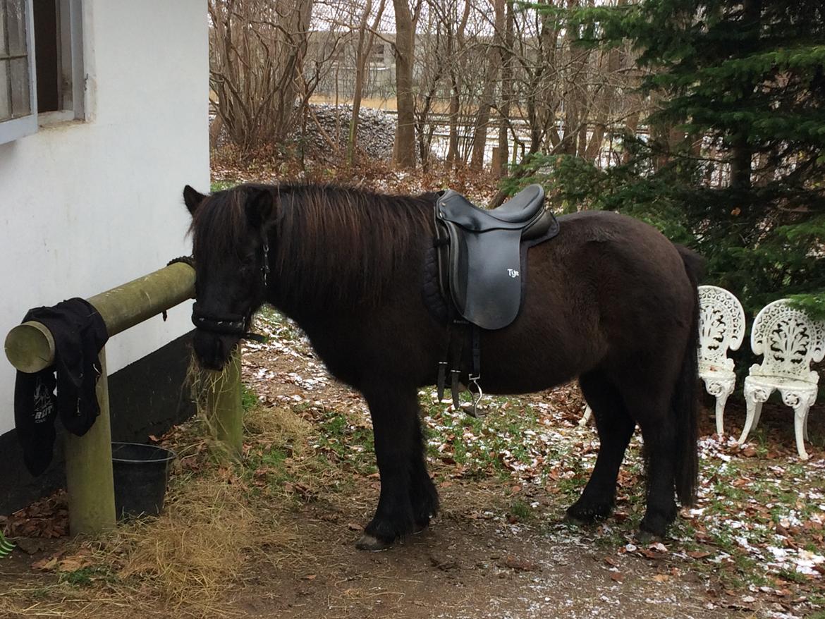 Islænder Sókn Frá laxárnesi billede 17