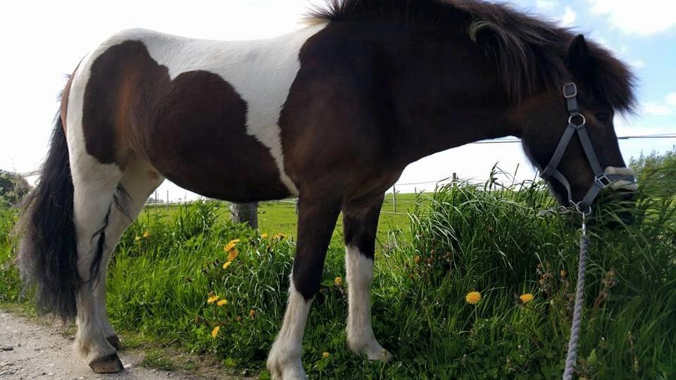 Islænder Frekur fra Troelsgaard R.I.P billede 5