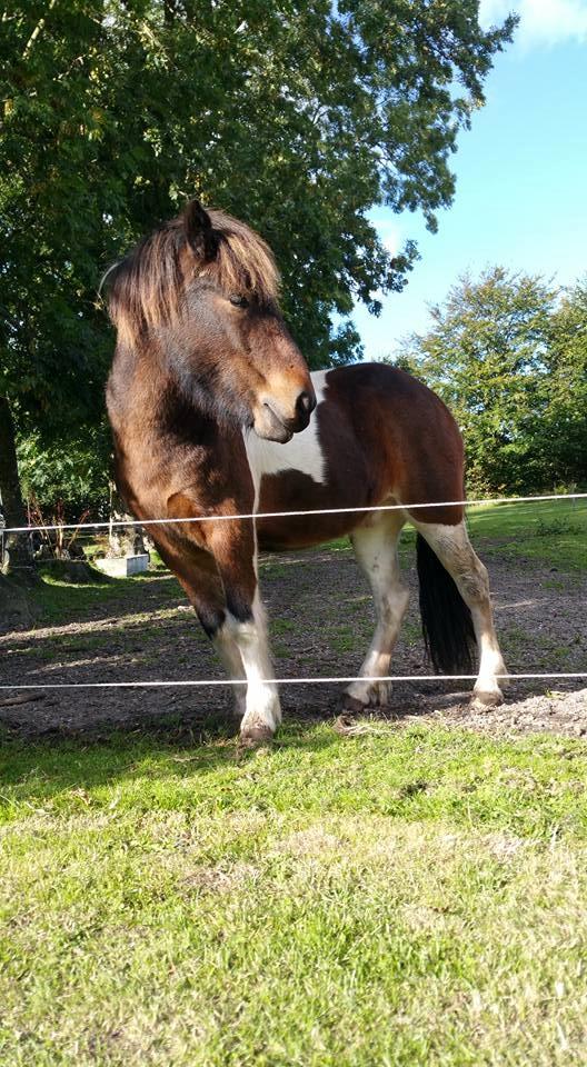 Islænder Frekur fra Troelsgaard R.I.P billede 4